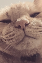 lovecats