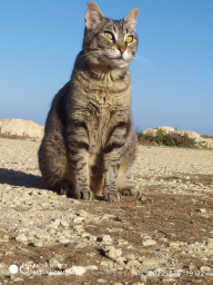 franciscoo