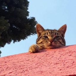 trasgo